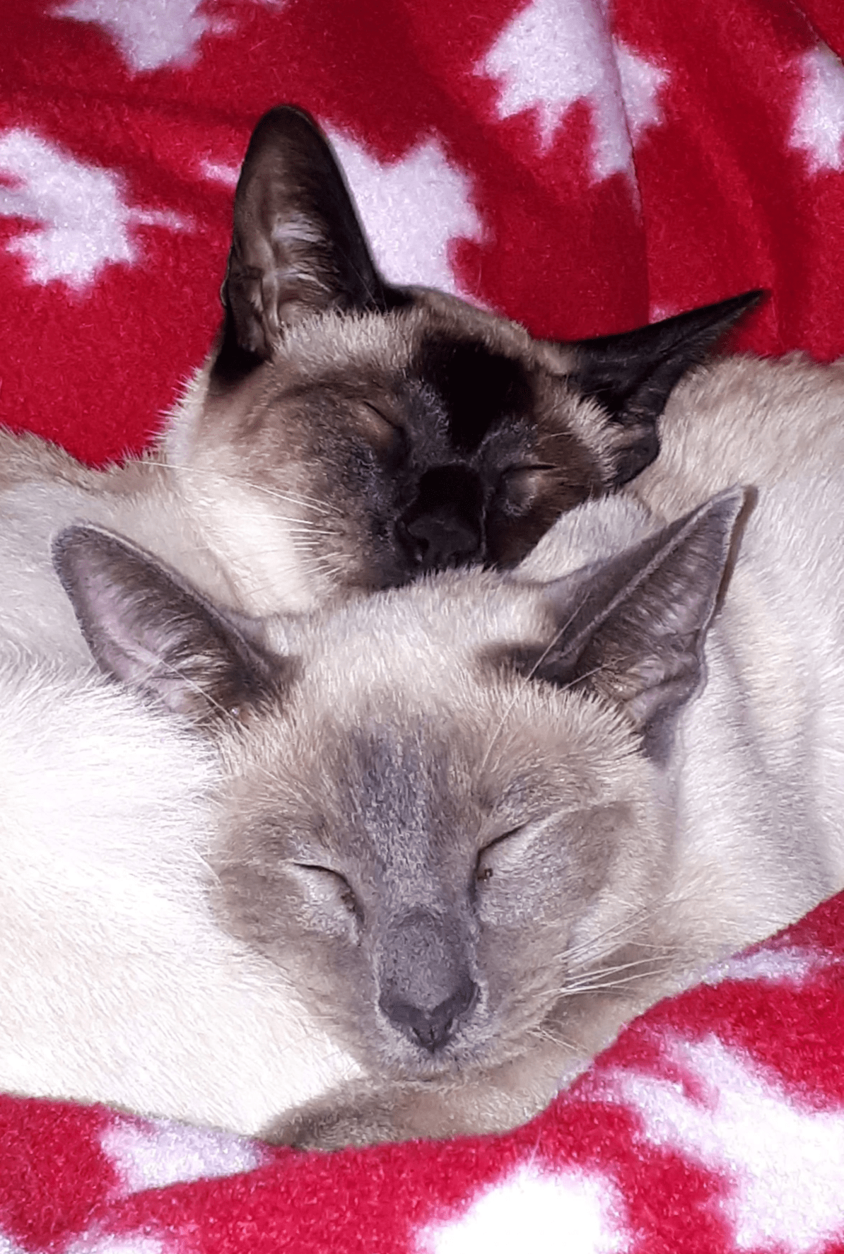 Classic Jewels Siamese