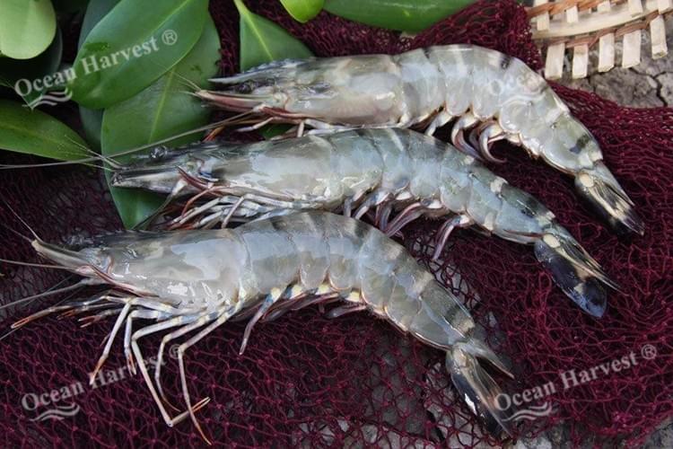 Asian Fresh - Ocean Harvest Frozen Food Limited