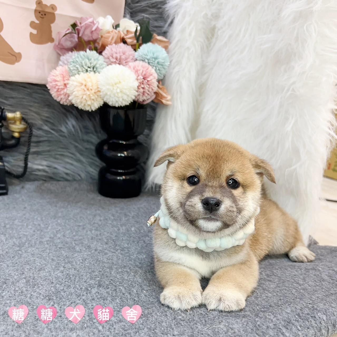 柴犬- 糖糖犬貓舍