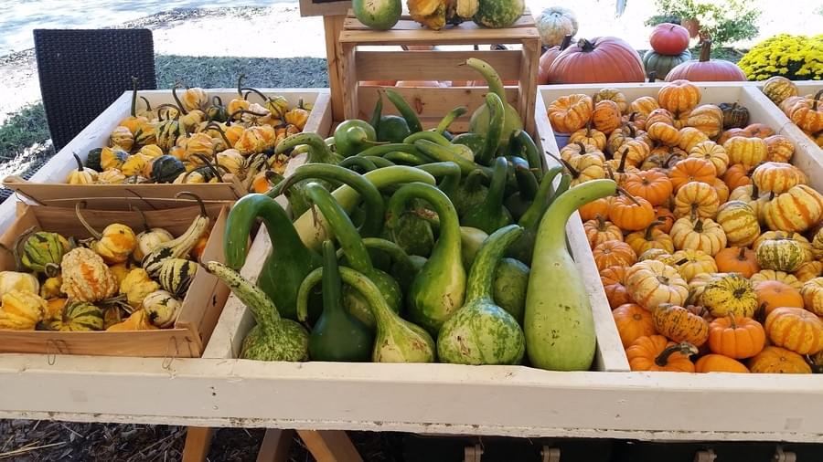 Pumpkins and gourds side by side