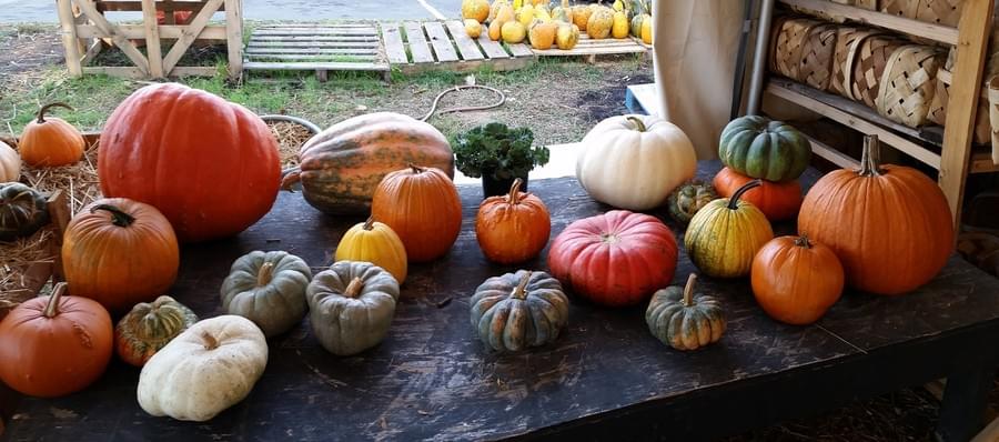 A crate of decorative gourds