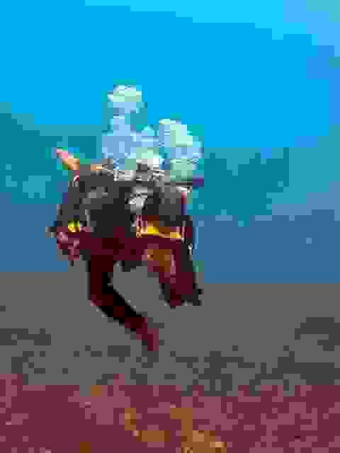 Instructeur ayant une parfaite maîtrise de sa flottabilité lors de la Specialité PADI PPB à Crystal Bay, Nusa Penida Instructeur ayant une parfaite maîtrise de sa flottabilité lors de la Specialité PADI PPB à Crystal Bay, Nusa Penida