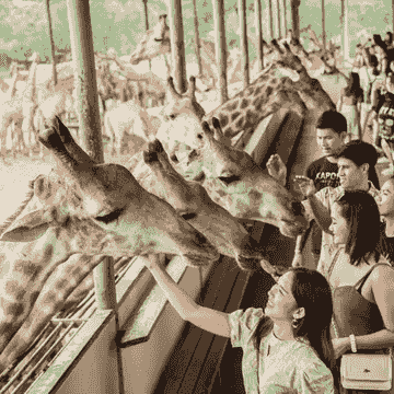 曼谷 賽福瑞動物園 Bangkok Safari World 