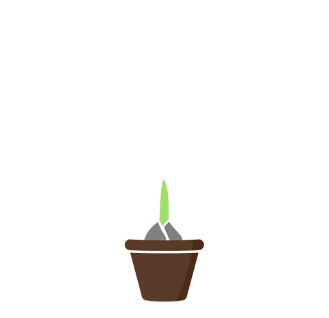 Startup, growing tulip