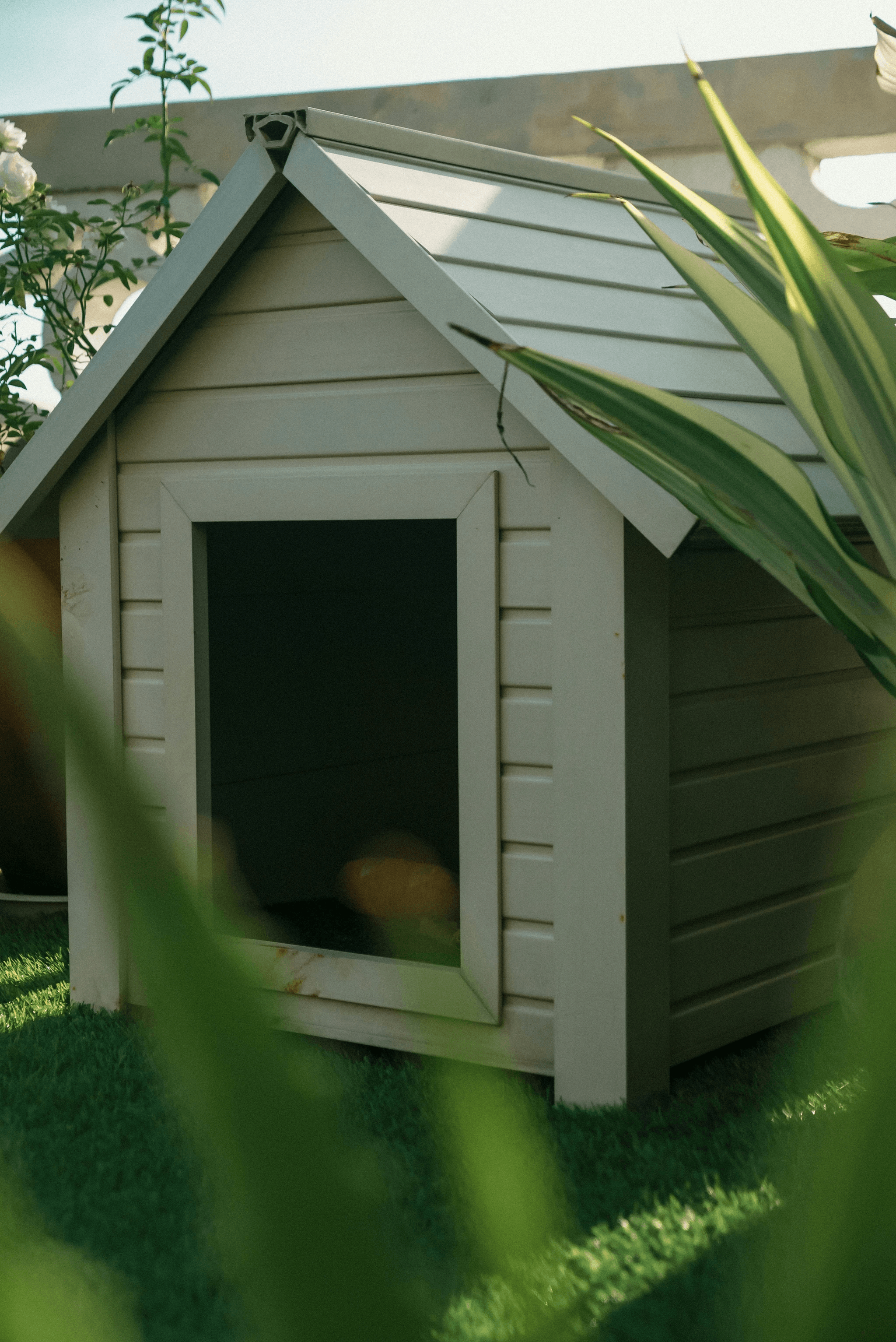 air conditioned dog kennel designed for comfort